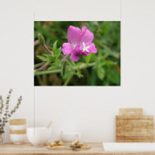 Red Campion Wildblume Print Poster (Küche)