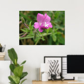 Red Campion Wildblume Print Poster (Heimbüro)