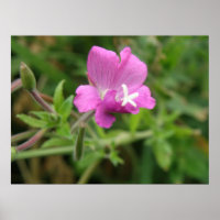 Red Campion Wildblume Print