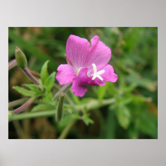 Red Campion Wildblume Print Poster (Vorne)