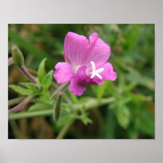 Red Campion Wildblume Print Poster (Vorne)