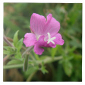 Red Campion Wildblume Tile Fliese (Vorderseite)