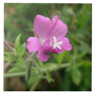 Red Campion Wildblume Tile Fliese