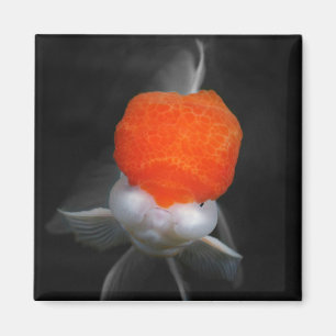 Red Cap Oranda Goldfish Magnet
