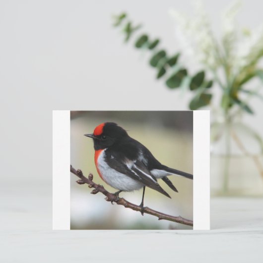 Red Capped Robin Postkarte (Stehend Vorderseite)