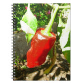 Red Capsicum Notebook Notizblock (Vorderseite)