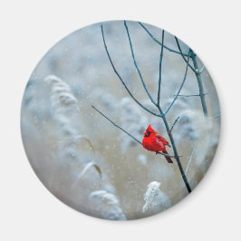 Red Cardinal in Winter Nature Foto von Christmas Magnet