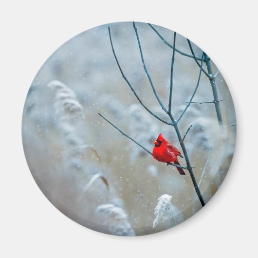Red Cardinal in Winter Nature Foto von Christmas Magnet (Vorne)