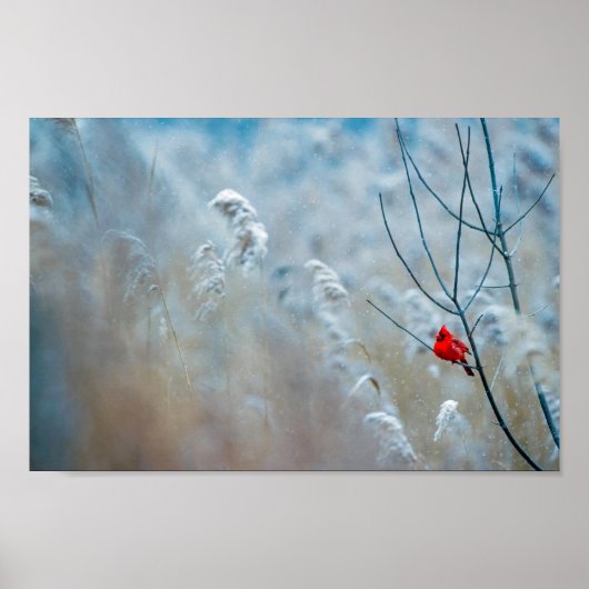 Red Cardinal in Winter Nature Foto von Christmas Poster (Vorne)