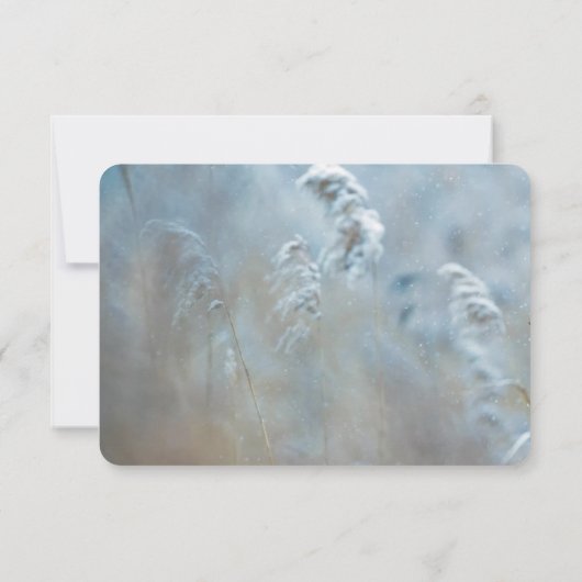 Red Cardinal in Winter Nature Foto von Christmas Save The Date (Rückseite)