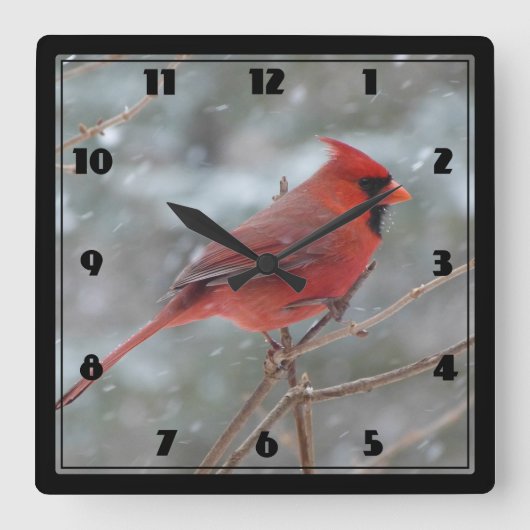 Red cardinal in Winter Quadratische Wanduhr (Vorderseite)