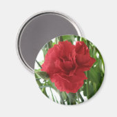 Red Carnation Magnet (Vorderseite/Rückseite)