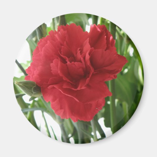Red Carnation Magnet (Vorne)