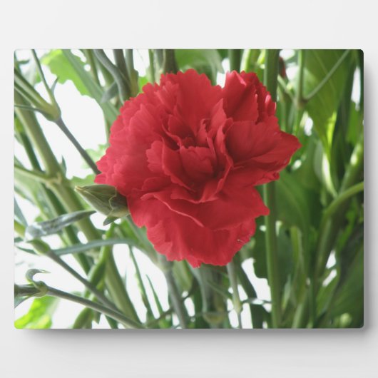 Red Carnation Plaque Fotoplatte (Vorderseite)