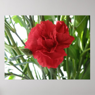 Red Carnation Print Poster