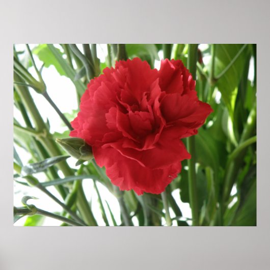 Red Carnation Print Poster (Vorne)