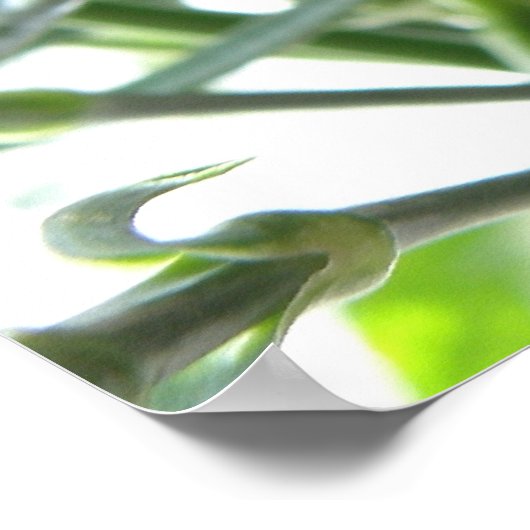 Red Carnation Print Poster (Ecke)