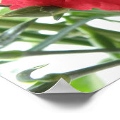 Red Carnation Print Poster (Ecke)