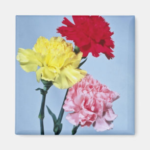 Red Carnation Study on white Blume Magnet