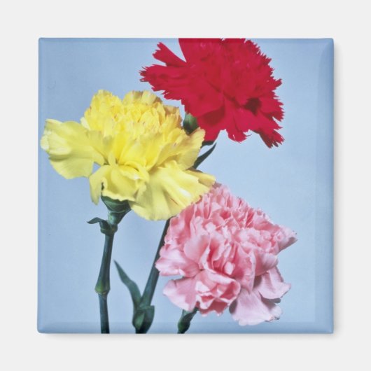 Red Carnation Study on white Blume Magnet (Vorne)