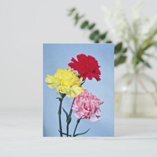 Red Carnation Study on white Blume Postkarte (Stehend Vorderseite)
