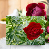 Red Charm Peony Postcard Postkarte