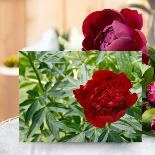 Red Charm Peony Postcard Postkarte