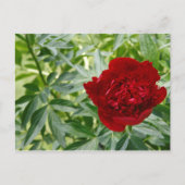 Red Charm Peony Postcard Postkarte (Vorderseite)