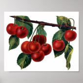 Red Cherries Poster (Vorne)