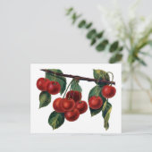 Red Cherries Postkarte (Stehend Vorderseite)