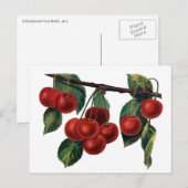 Red Cherries Postkarte (Vorne/Hinten)