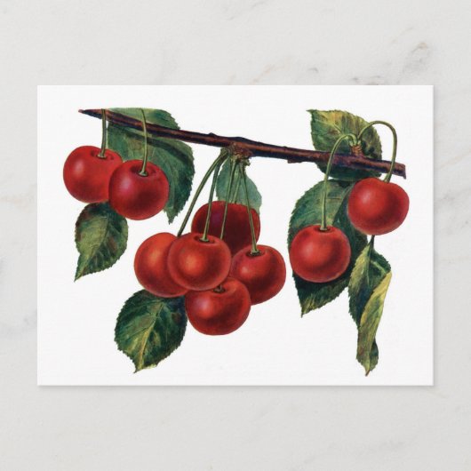 Red Cherries Postkarte (Vorderseite)
