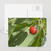 red cherry postkarte (Vorne/Hinten)