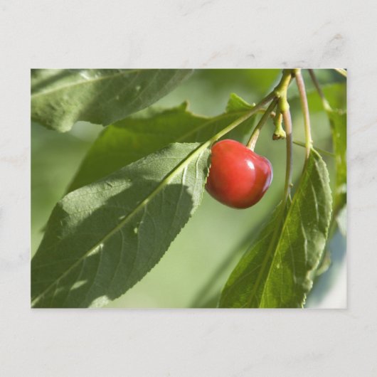 red cherry postkarte (Vorderseite)