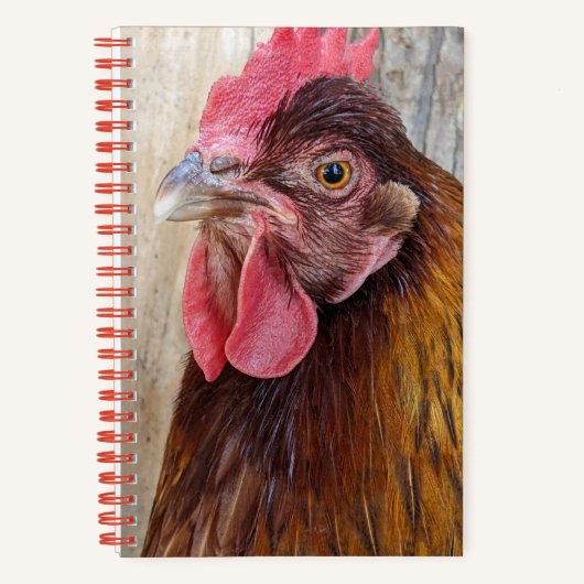 Red Chicken Hen Photo Notizblock (Vorderseite)