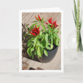 Red Chili Pepper Pflanze in Pot Karte (Vorderseite)