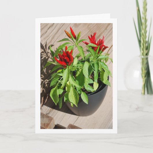 Red Chili Pepper Pflanze in Pot Karte (Vorderseite)