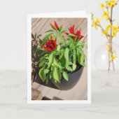 Red Chili Pepper Pflanze in Pot Karte (Gelbe Blume)