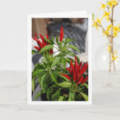 Red Chili Pepper Pflanze Karte (Gelbe Blume)