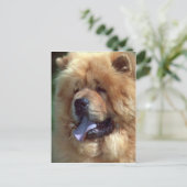 Red Chow Postkarte (Stehend Vorderseite)