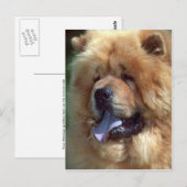 Red Chow Postkarte (Vorne/Hinten)