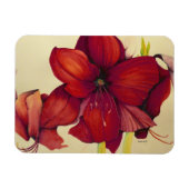 Red Christmas Amaryllis Foto Magnet (Horizontal)
