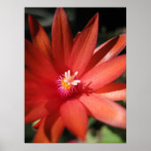 Red Christmas Cactus Blume Poster (Vorne)
