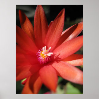 Red Christmas Cactus Blume Poster