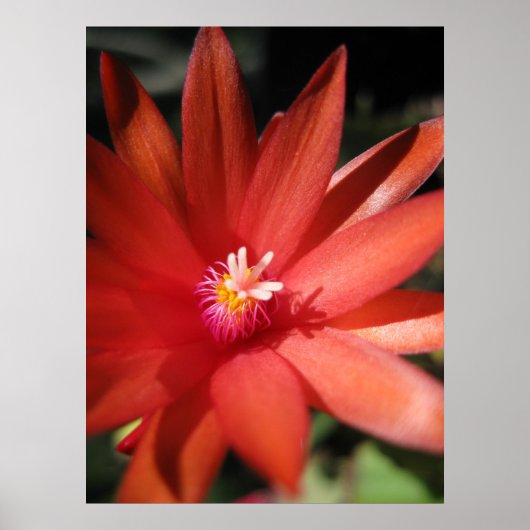 Red Christmas Cactus Blume Poster (Vorne)