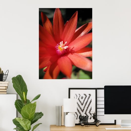 Red Christmas Cactus Blume Poster (Heimbüro)