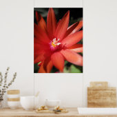 Red Christmas Cactus Blume Poster (Küche)