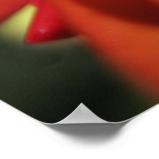 Red Christmas Cactus Blume Poster (Ecke)