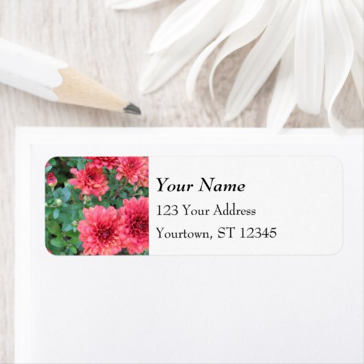 Red Chrysanthemum Blooms (Insitu)