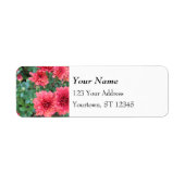 Red Chrysanthemum Blooms (Vorne)